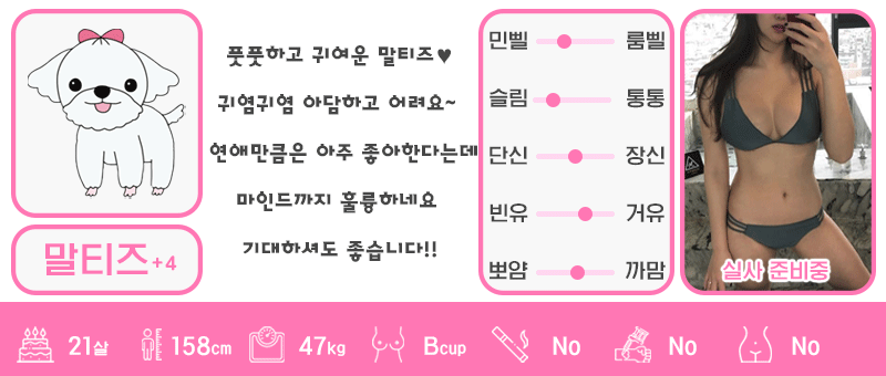 +4 말티즈